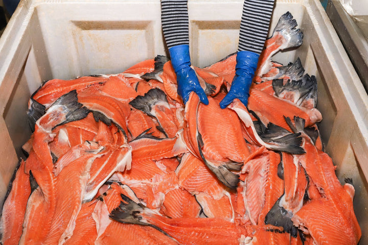 Wild salmon frames being upcycled at the processing plant