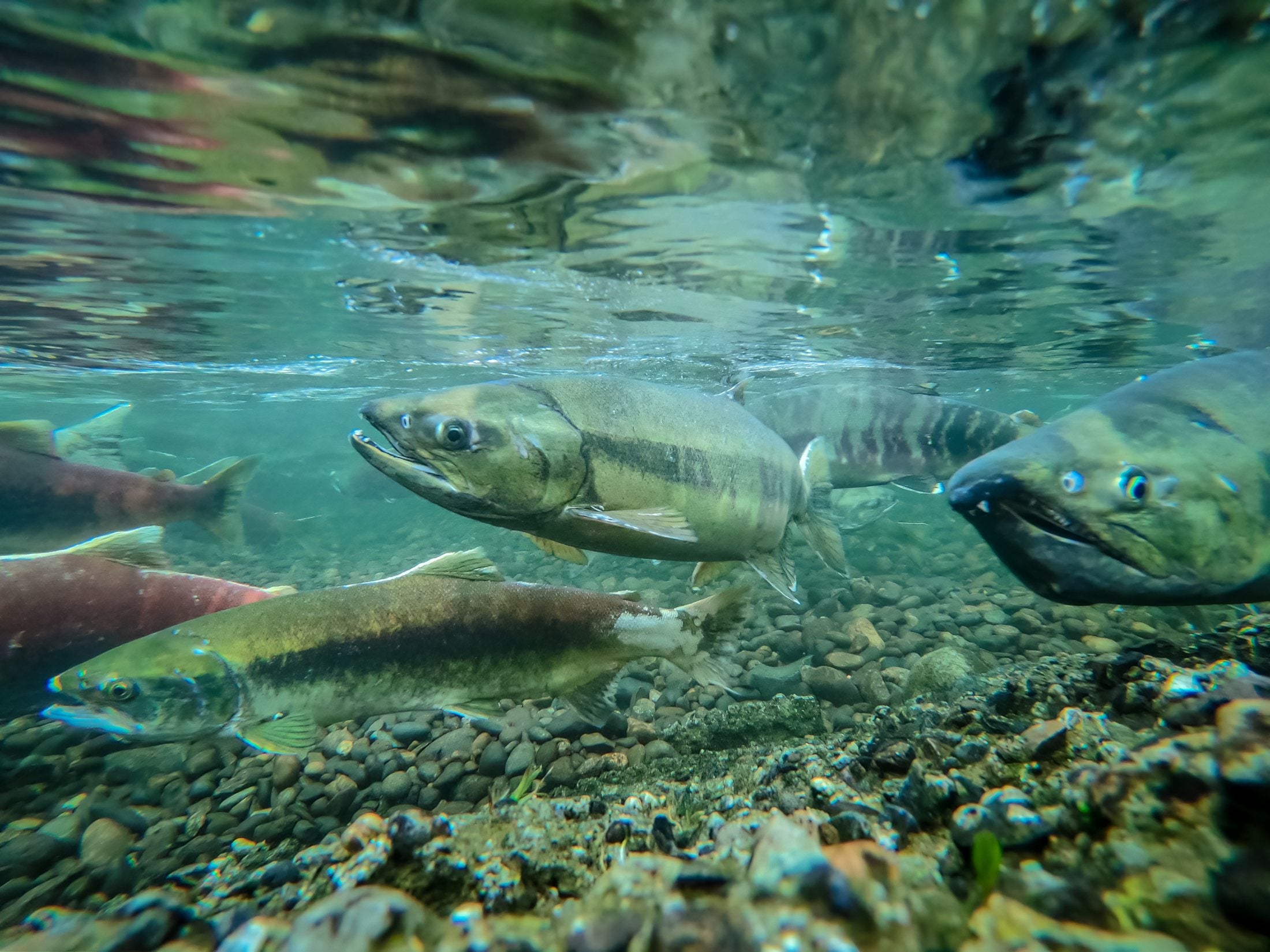 Wild Pacific salmon swimming in a clear BC river
